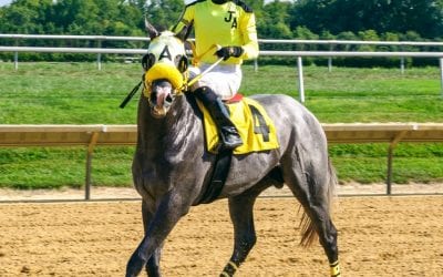 For Joe Arboritanza, one eye on his horses, one eye on Irma