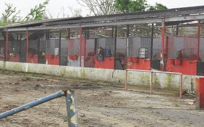 Camarero: Four months on, a dire situation for the horses