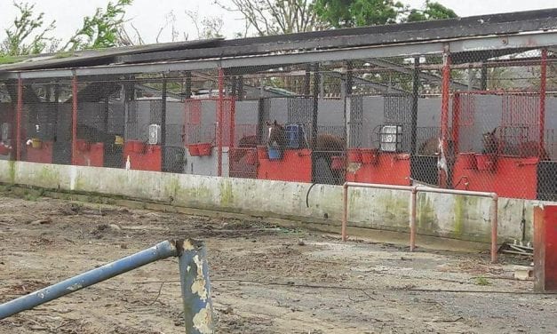 Camarero: Four months on, a dire situation for the horses