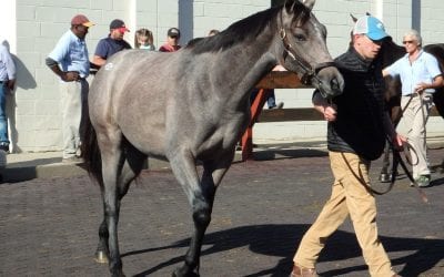 Fasig-Tipton yearling sale catalog now online