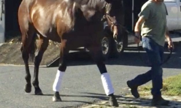 Alliance, half-brother to Tepin, to stand at Maryland’s Bonita Farm