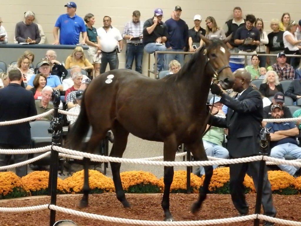ftmidfallyrling2017hip26-2 Fasig-Tipton
