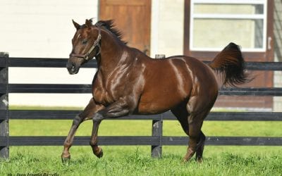 Md. Horse Foundation to hold stallion season auction