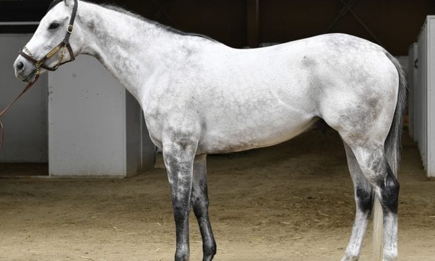 Kobe’s Back joins Bonita stallion roster