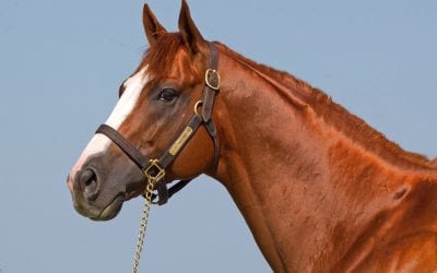 El Padrino, promising regional sire, euthanized after colic bouts
