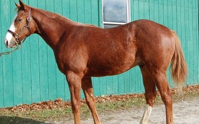 Reightler: A “balanced” consignment in an improving sale