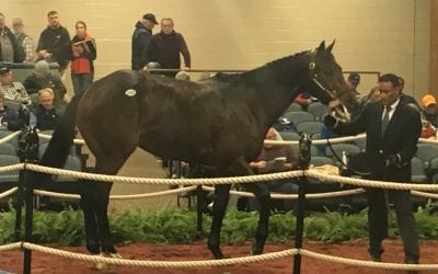 Fasig-Tipton mixed: Racing age horses spark major gains
