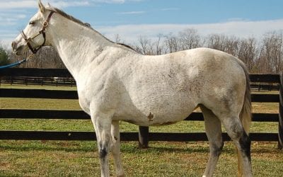 Fasig-Tipton mixed: “Something for everyone”