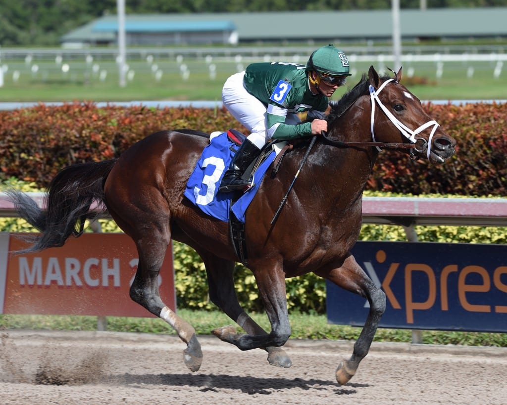 Army Mule credit Lauren King Army Mule