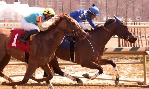 Schoenthal: Elevated Vision “one who keeps you dreaming”