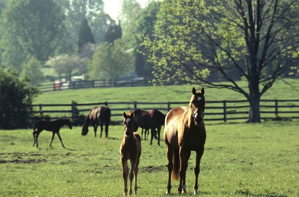 MHBA to host “Women and Horses” panel
