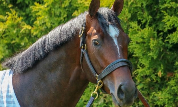 Preakness profiles: Sporting Chance