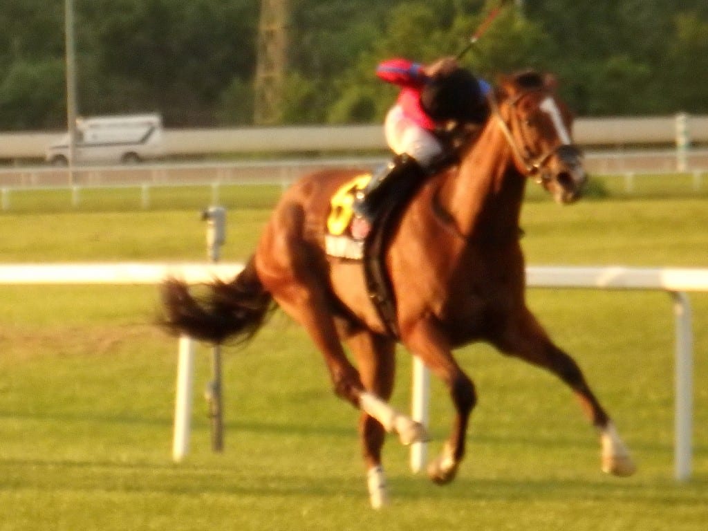 Hawkish won the Penn Mile. Photo by The Racing Biz. Hawkish