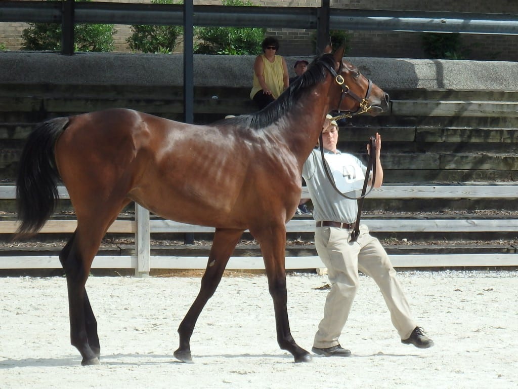 mhbayrling show 2018 hip 47 center MHBA Yearling Show
