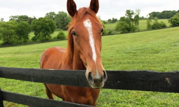 “Grateful” Woolcott enjoying ride with Sadler’s Joy