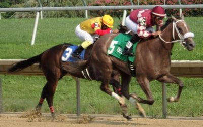 Equine Injury Database: Rate of equine fatalites drops