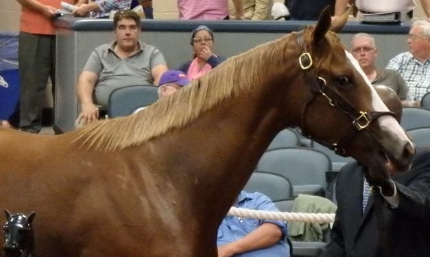 Fasig-Tipton: New buyers, new sires, yet polarization persists