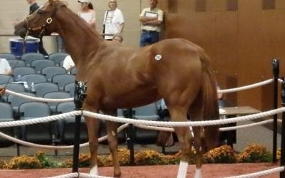 Adaptability leads to positive outcomes at Fasig-Tipton yearling sale