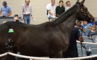 Fasig-Tipton sale aiming at happy median