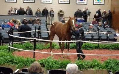 Fasig-Tipton Mixed: Top line numbers dip, but with key bright spots