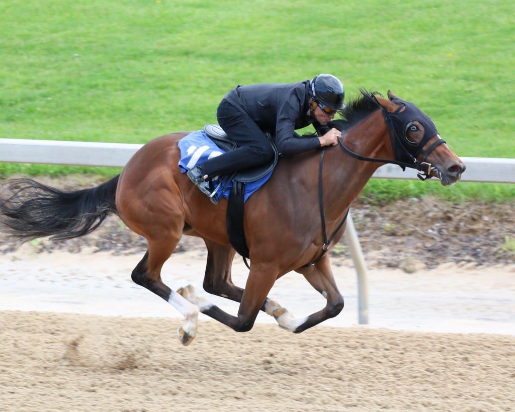 17 Dixiewood, 17F Weigelia, 19FTMMAY, Hip #118, Timonium–20190514 Hip 118 at Fasig-Tipton Midlantic 2yo in training