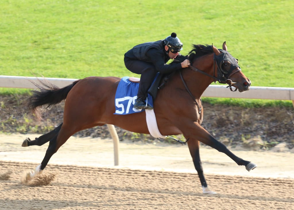 hip575ft2yo 2019 Hip 575 at Fasig-Tipton Midlantic 2-year-old sale