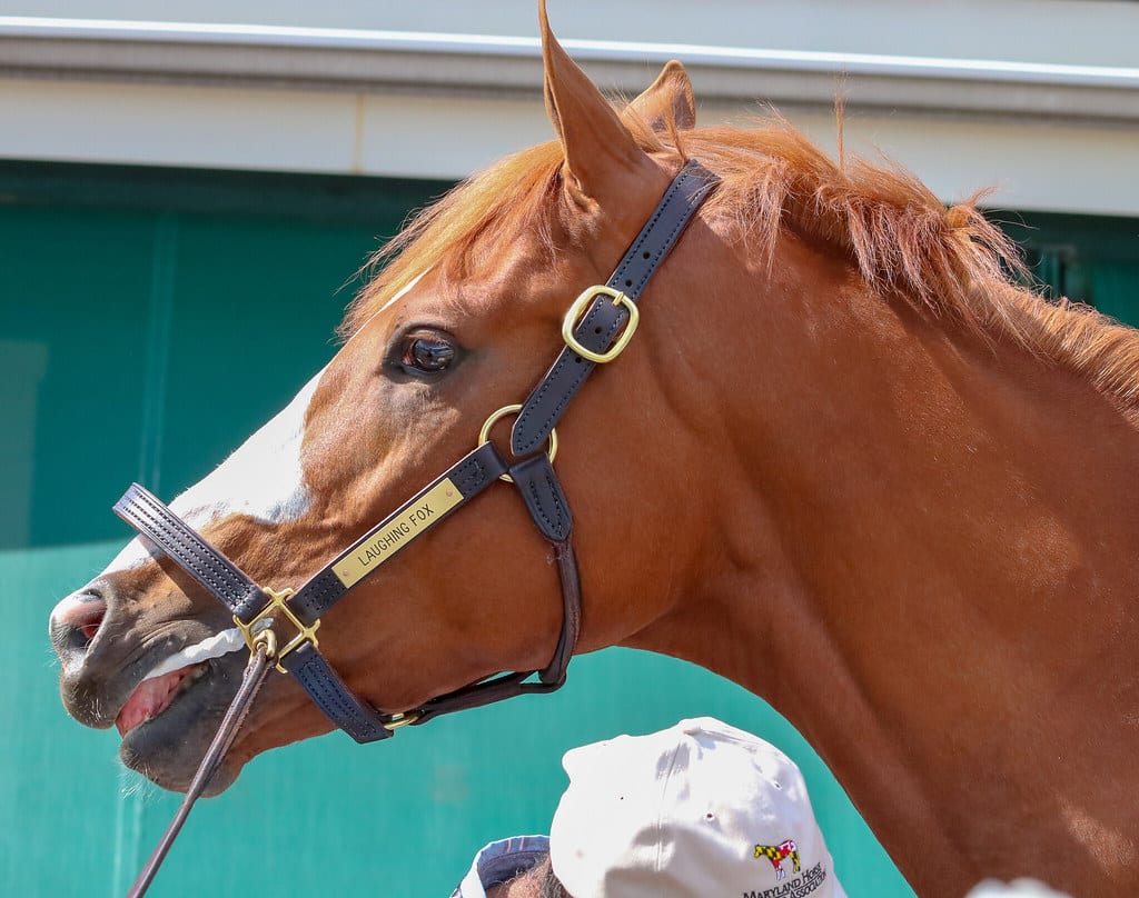 laughingfox Laughing Fox