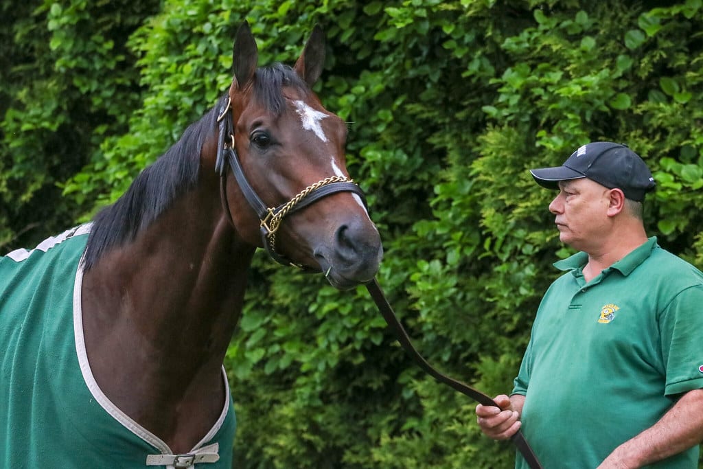 marketking Market King