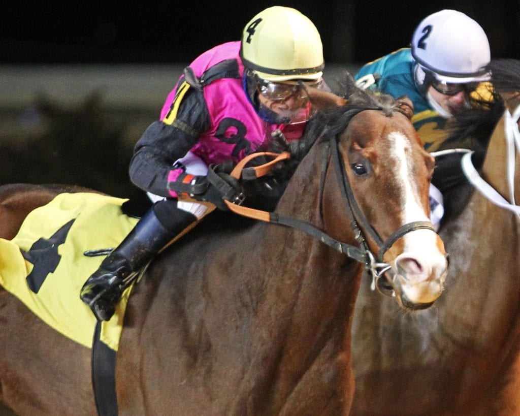 MEAN BEAN – 02-13-19 – R07 – CT – Tight Finish Mean Bean won an allowance race at Charles Town. Photo by Coady Photography.