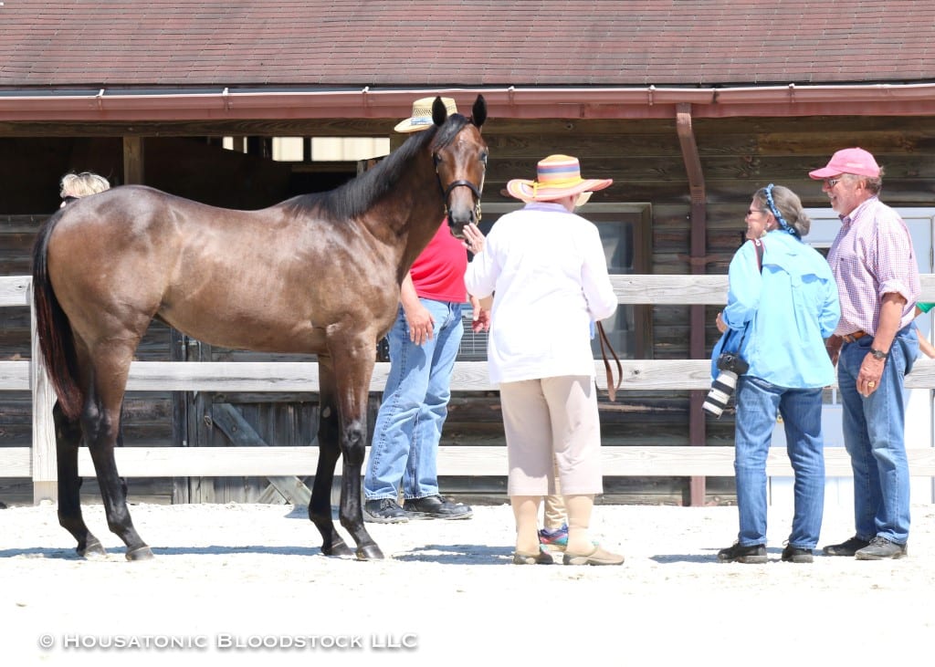 18 Buffgirl, 18C Bandbox, 2019 MHBA Yearling Show, Hip 90–20190630 Yearling show
