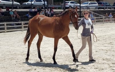 Yearlings, strangles, and Imagining: The week in social media