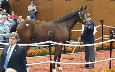 Fasig-Tipton yearling sale: Gross, average up on day one led by Midlantic-breds