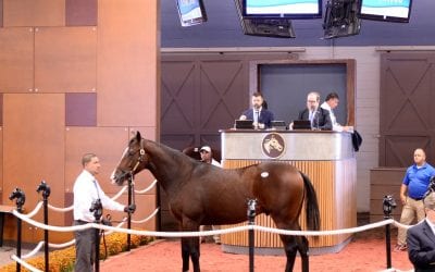 Sales tales: From distraught foal to sale-topper