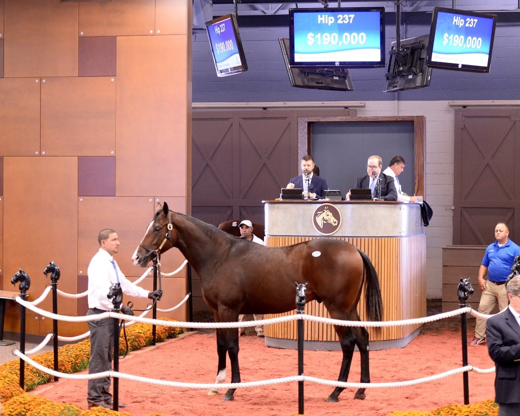 efy19_237c_honorcode_mrsvanderbilt_100119_100A Hip 237 Fasig-Tipton