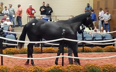 Online bidding to be offered at future Fasig-Tipton sales