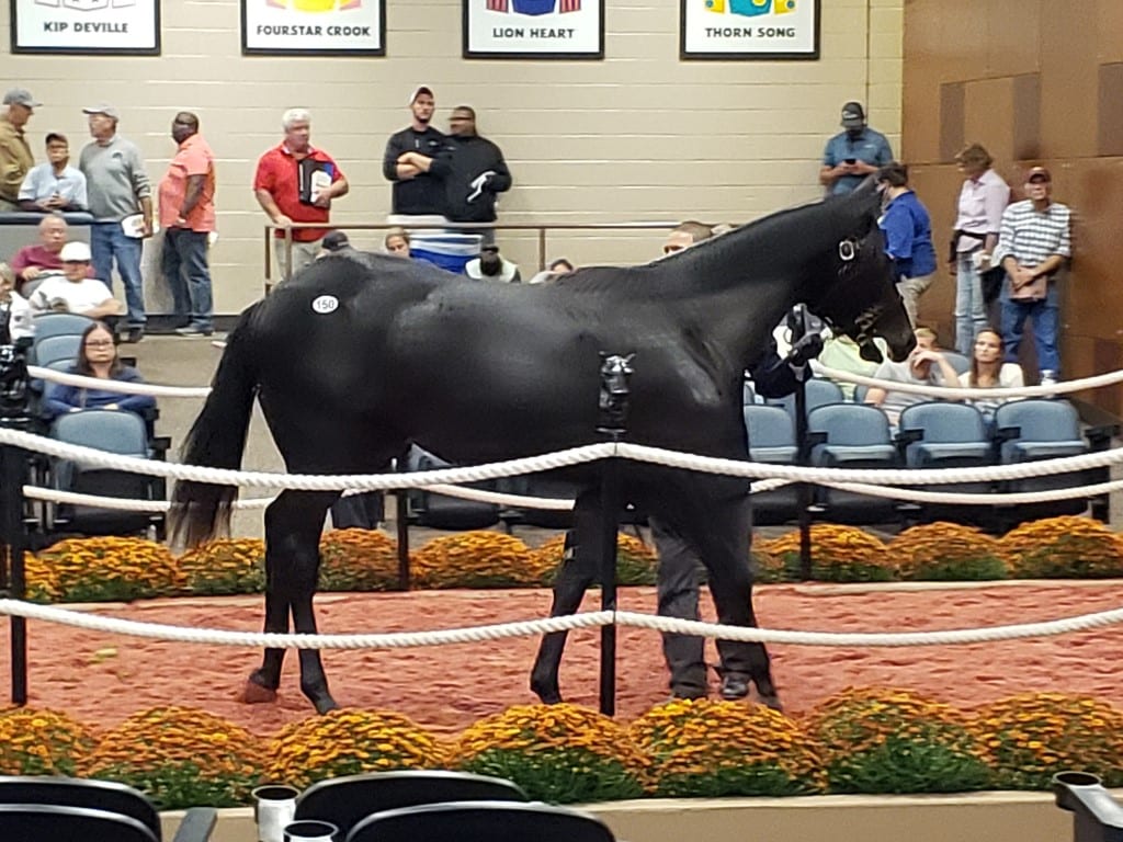 ft yearling 2019 hip 150 Fasig-Tipton Hip 150