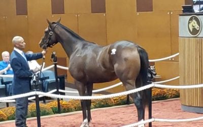 Fasig-Tipton: 2021 yearling sale by the numbers