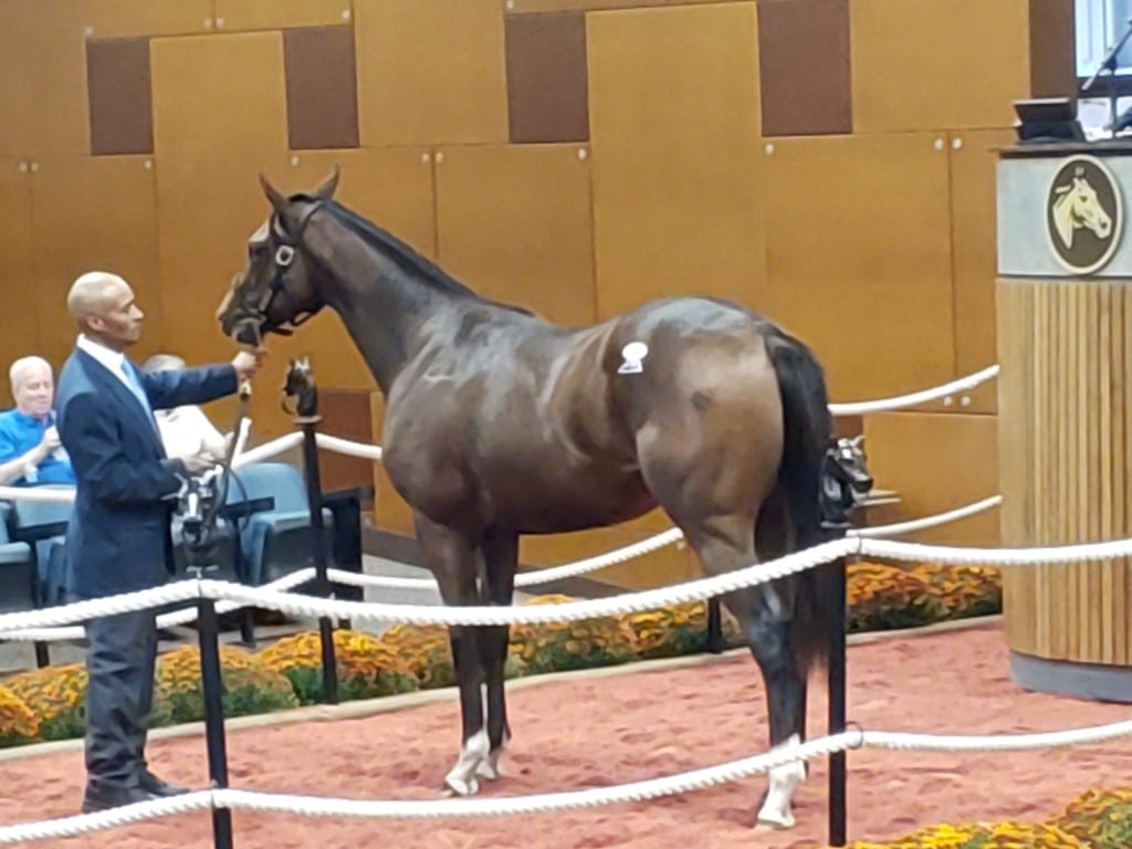 ft yearling 2019 hip 21 full brother to Crabcakes