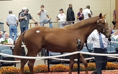 Fasig-Tipton fall yearling catalog now online