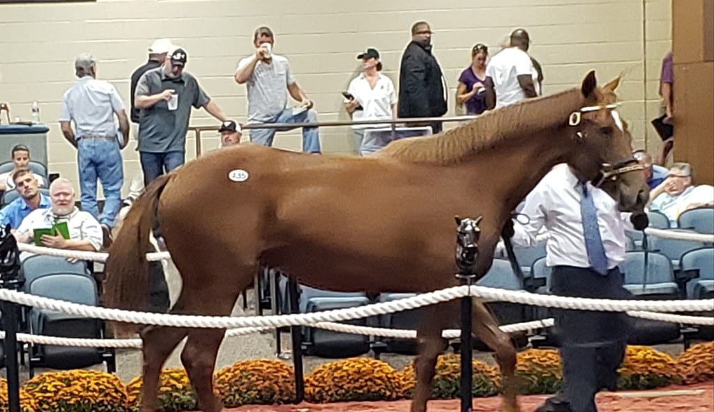 hip 435-2019 yrling Hip 435 Fasig-Tipton