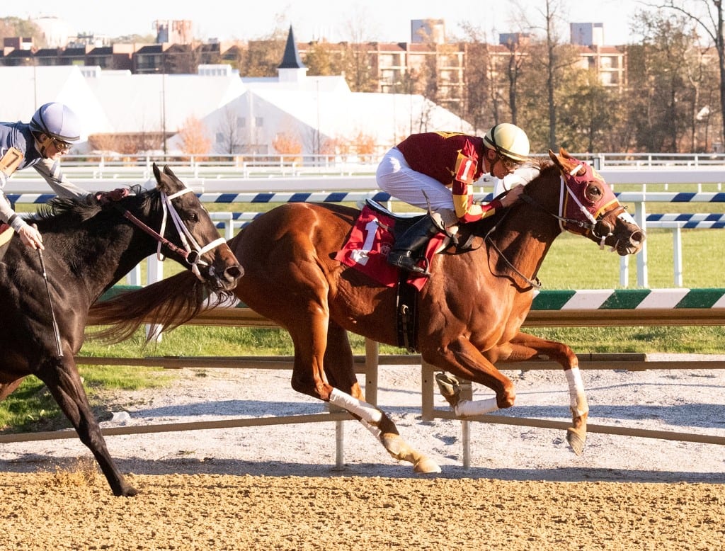 Ilchester Cheetah 02