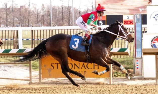 Anna’s Bandit, Parisian Diva set for Original Gold tilt