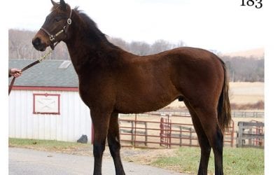 Fasig-Tipton: “Bittersweet” Besecker dispersal tops mixed sale