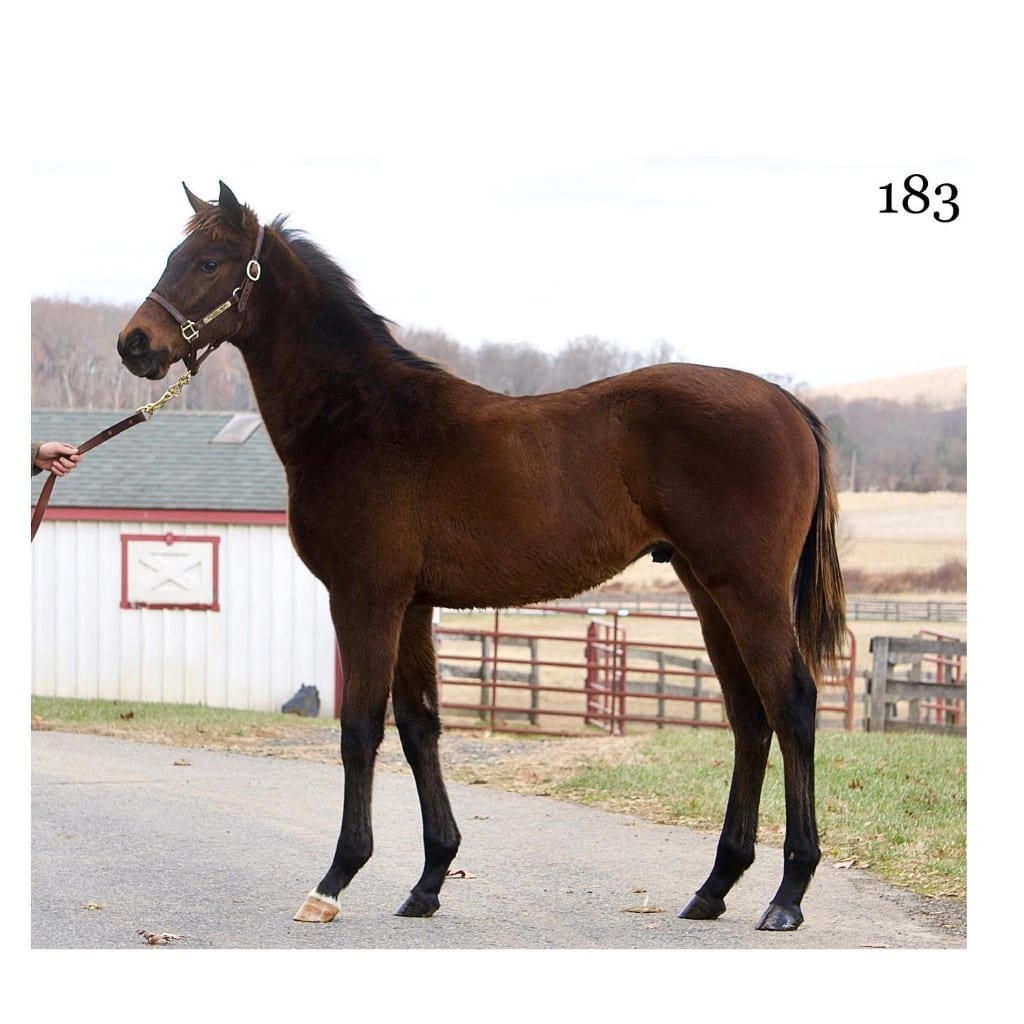Great Notion weanling that is a half-brother to Grade 1 winner Knicks Go and is consigned by Sabrina Moore's GreenMount Farm. Hip 183