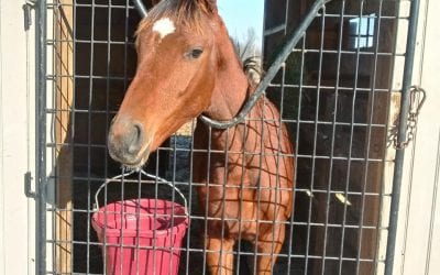 Wanamaker’s PA-bred sale kicks off Sunday