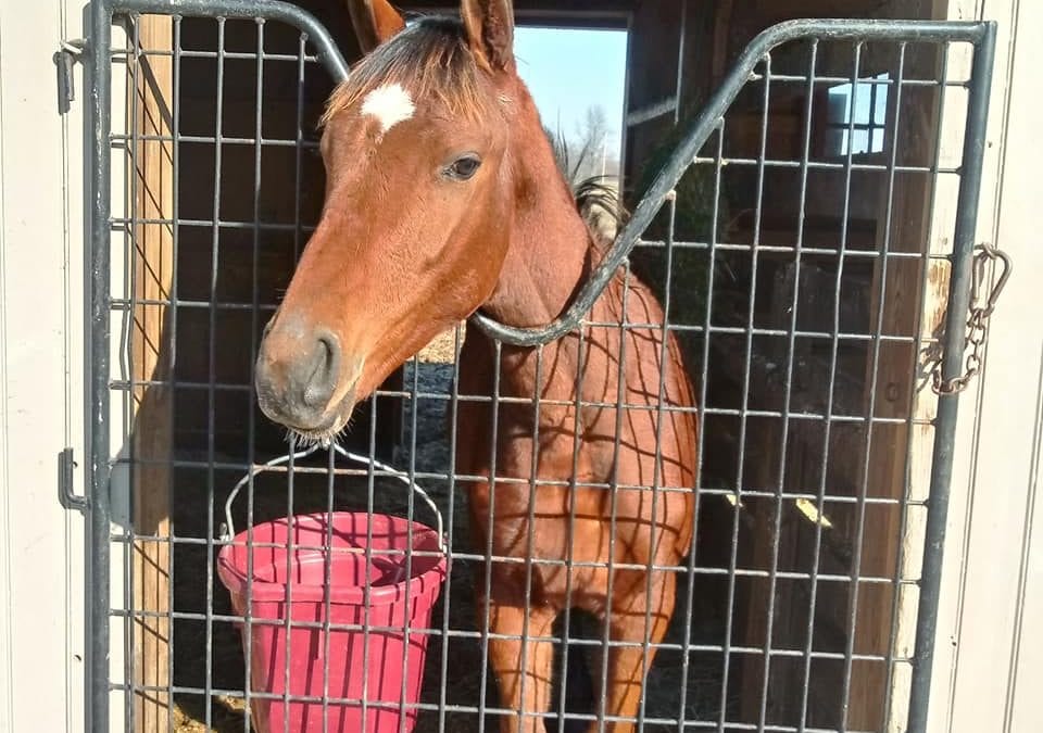 Wanamaker’s PA-bred sale kicks off Sunday