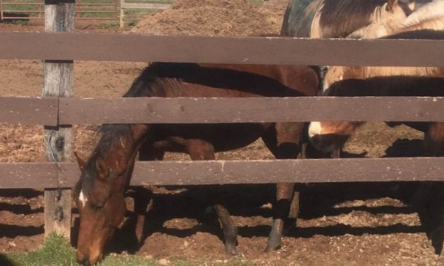 Pinhook Diary: “Food is PJ’s only priority”