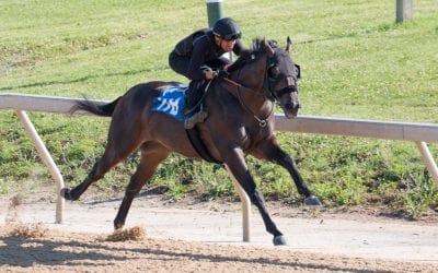 Fasig-Tipton: Solid sale despite uncertainty