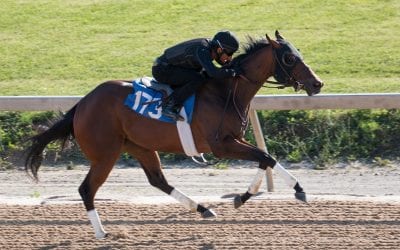 Fasig-Tipton: Hips to watch