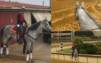 Counter Move still winning for Casey Fleming